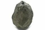 Fossil Sauropod Dinosaur Caudal Vertebra - Wyoming #377945-3